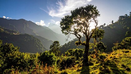 Obraz premium Mountain valley with tree at sunrise