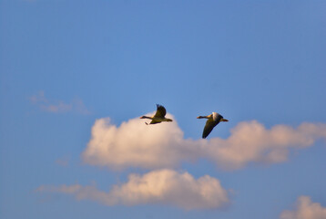 flock of geese