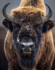 Close-up of a bison in winter