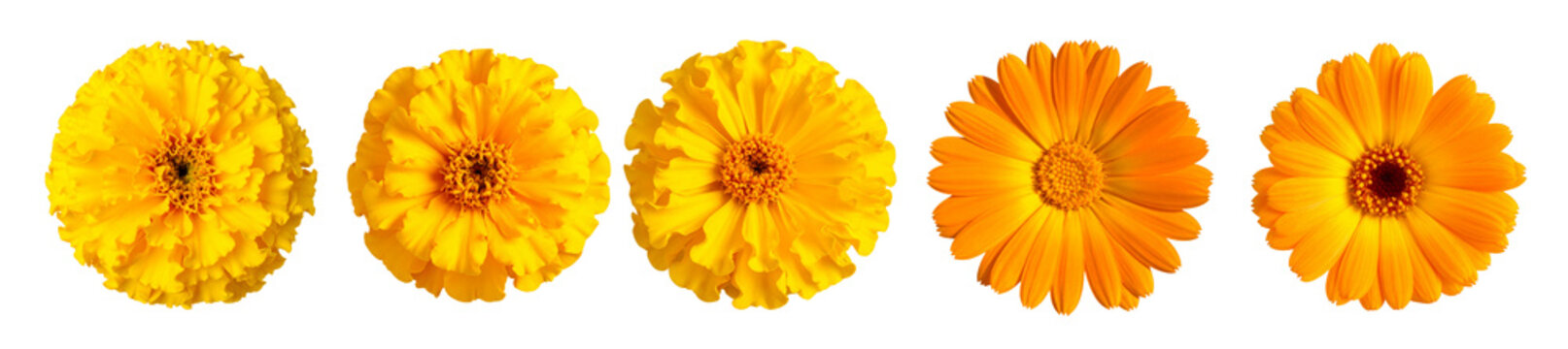 PNG Marigold flower, element set on transparent background