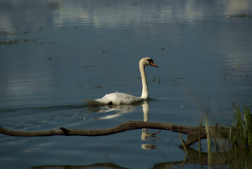 swan on the lake