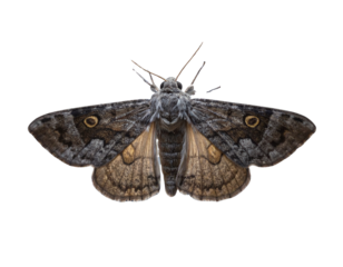 Clouded Drab Moth in Minimal Night Fantasy Glow