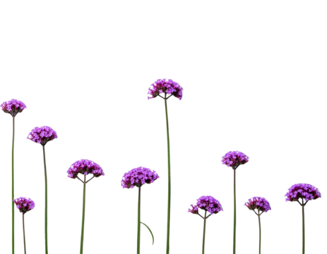 Minimalist Flat Lay of Purple Verbena Blossoms