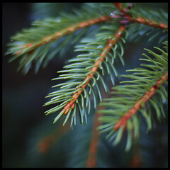 fir tree branches