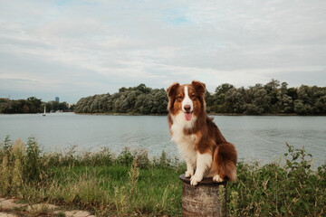Brown and white Australian Shepherd dog sitting on bollard by river with forested island in background. Red tricolor aussie. Travel with pet concept. © Ekaterina