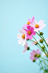 Fototapeta premium Delicate cosmos flowers in shades of pink, white and yellow bloom against a soft, light blue backdrop, forming a fresh and vibrant floral arrangement, captured in a natural outdoor setting, offering.