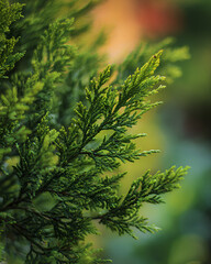 green leaves background
