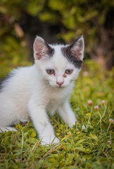 cat on grass © Krzysiek