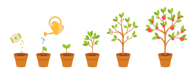Plant process growing from seed to fruits. Plant growth stage apple tree. Life cycle plant in flower pot isolated