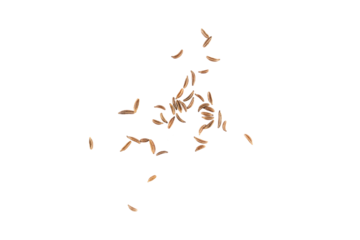 Brown cumin seeds flying, isolated aromatic spice grains with rich earthy texture and natural seasoning particles creating a dynamic herb explosion for food design and gourmet decoration