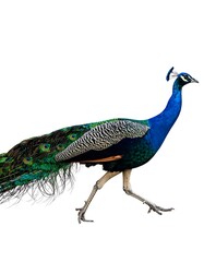 Obraz premium Peacock in Motion.