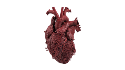 Detailed Red 3D Model of a Human Heart on Black Background