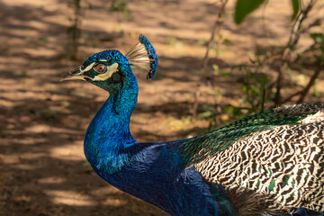 Pavo real