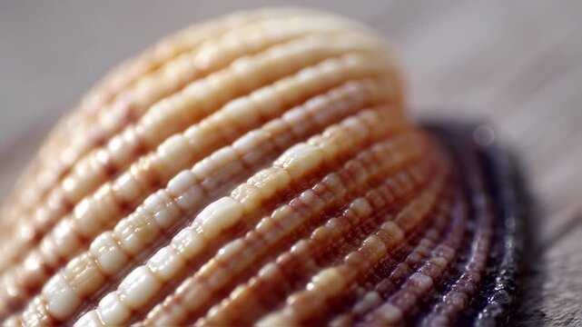 Detailed close up view of a beautiful seashell with textured patterns.