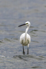 Little Egret above a pond in autumn light