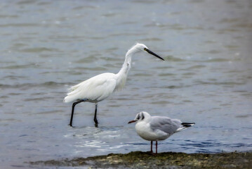 Little Egret above a pond in autumn light