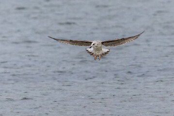 European Herring Gull in a pond in autumn light
