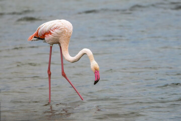 Obraz premium Greater Flamingo in a pond in autumn light