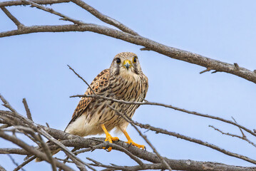Common Kestrel in autumn light