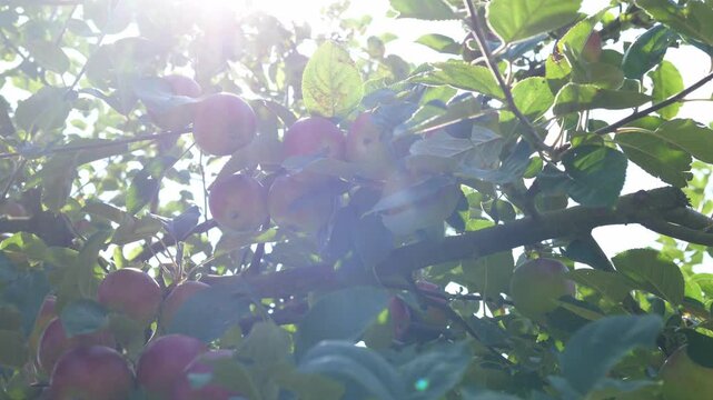 Ripe organic apples are hanging on the apple tree. The concept of harvesting and farming