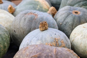 reife graue Kürbisköpfe