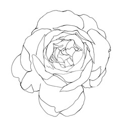Hand-drawn Flower Illustration . Floral Line Art Design in black and white. Perfect for use in greeting cards, coloring books, packaging, fabric prints, digital scrapbooking, and DIY crafts.
