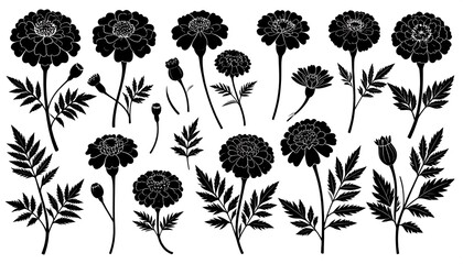 Black and white marigold flower illustrations