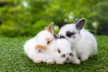Bunny easter fluffy rabbit eating food, vegetables, carrots, baby corn on green garden nature flowers background on sunny day, Lovely mammal with bright eyes in nature life. Symbol of easter day.