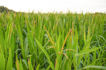 green cornfield with tall leaves and emerging tassels in summer