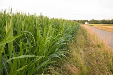 Rural landscape with a green cornfield beside a country road on a summer day