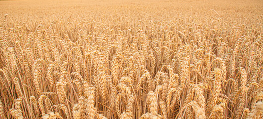 Golden wheat field with ripe ears of grain ready for harvest