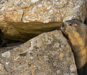 Murmeltier, Marmota marmota im felsen, klettert über den Felsen
Marmot in the rock, climbing over the rock