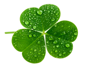 Fresh Green Four-Leaf Clover with Dew Drops, Symbol of Luck and Prosperity, Isolated on Transparent Background, PNG