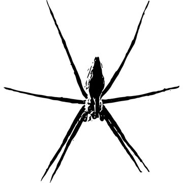 Vector image of a spider black and white symmetric legs