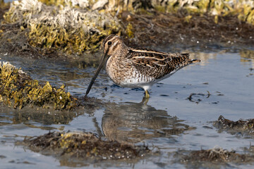 Bécassine des marais,Gallinago gallinago, Common Snipe