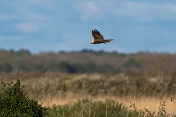 Busard des roseaux,Circus aeruginosus, Western Marsh Harrier