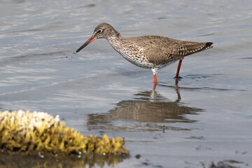 Chevalier gambette,Tringa totanus, Common Redshank