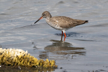 Chevalier gambette,Tringa totanus, Common Redshank