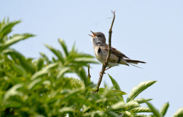 Pipit farlouse,Anthus pratensis, Meadow Pipit