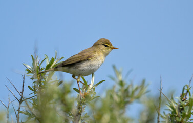 Pipit farlouse,
Anthus pratensis, Meadow Pipit