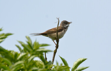 Pipit farlouse,Anthus pratensis, Meadow Pipit