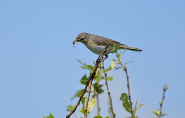 Pipit farlouse,
Anthus pratensis, Meadow Pipit