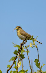 Pipit farlouse,
Anthus pratensis, Meadow Pipit