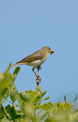 Pipit farlouse,
Anthus pratensis, Meadow Pipit