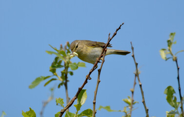 Pipit farlouse,Anthus pratensis, Meadow Pipit