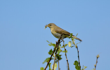 Pipit farlouse,
Anthus pratensis, Meadow Pipit