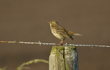 Pipit farlouse,Anthus pratensis, Meadow Pipit