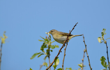Pipit farlouse,Anthus pratensis, Meadow Pipit