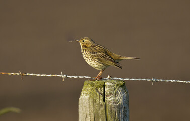 Pipit farlouse,Anthus pratensis, Meadow Pipit