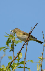 Pipit farlouse,Anthus pratensis, Meadow Pipit